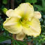 Hemerocallis Pearls Before Swine